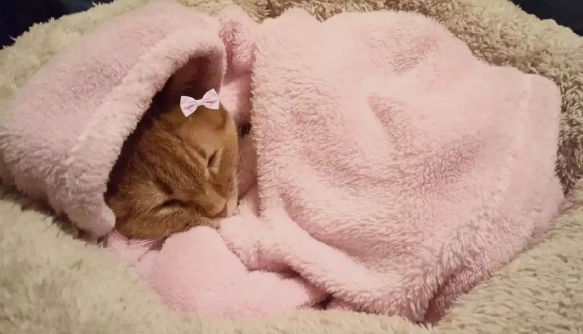 Gato Naranja Bow Tie